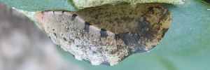 Pupae